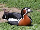 Red-Breasted Goose (WWT Slimbridge May 2013) - pic by Nigel Key